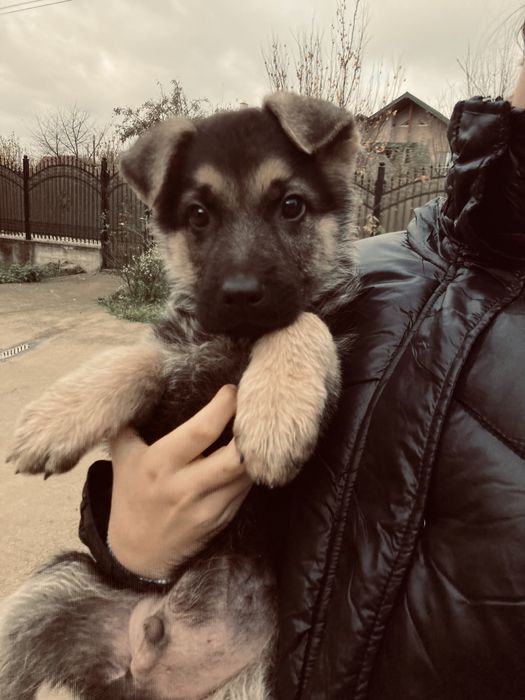 Vand caine ciobanesc german