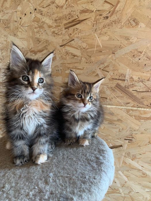 Мэйн кун котята 3 мес девочкипродам