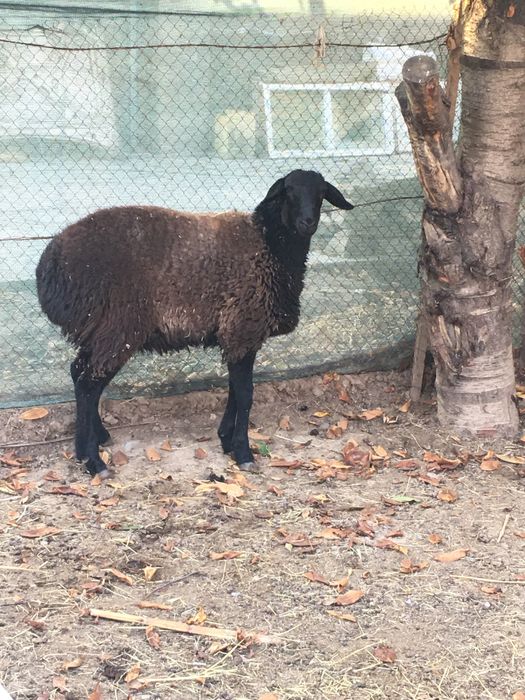 Молодая овца