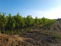 Platan mesteacăn livrare în toată tara
