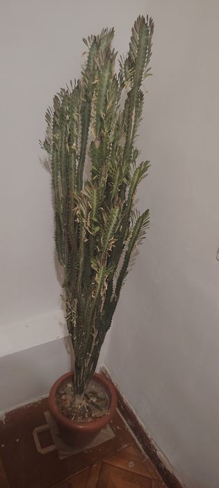 Кактус, 1.6 метров