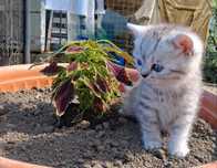 British silver tabby.
