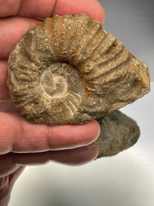 Автентичен Амонит (80 мм): Натурален фосил, с релефни ребра