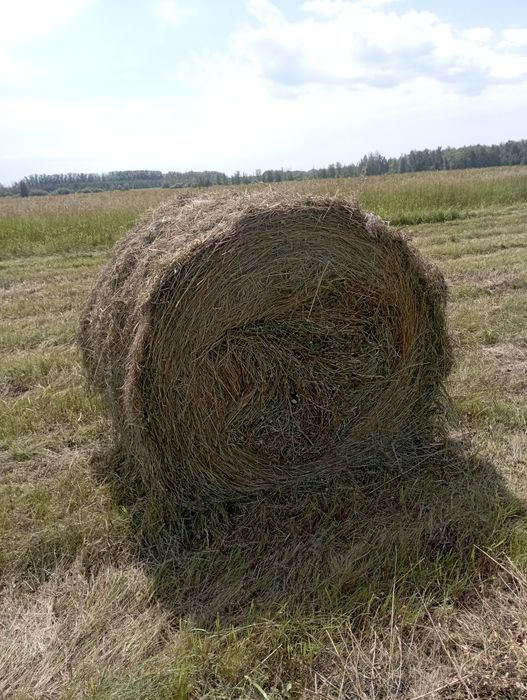 Продам сено в рулонах