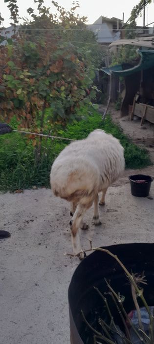 2та дан Тугдирадиган Насил колдирувчи Амирий Кучкор СОТИЛАДИ