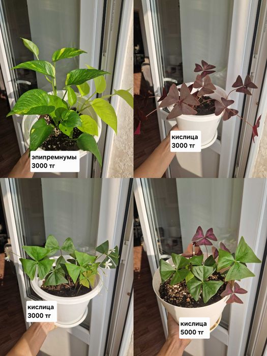 Комнатные растения/черенки/цветы от 100 тг