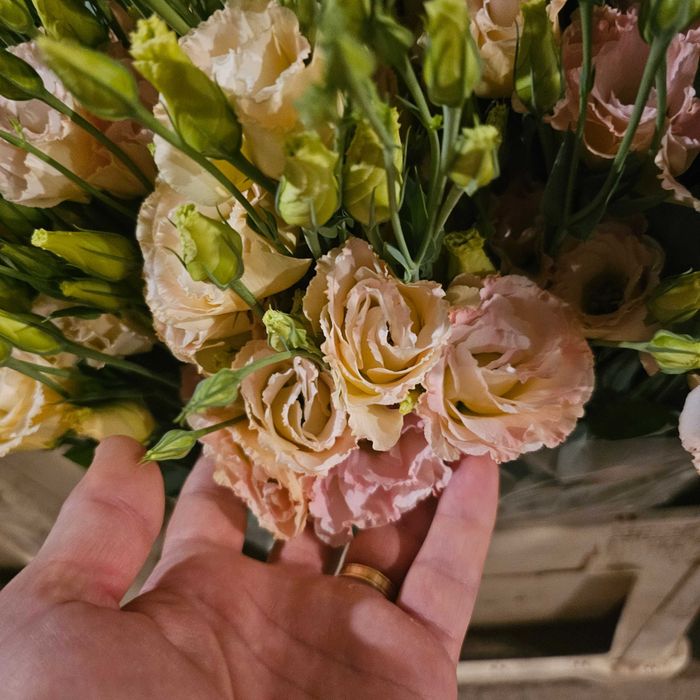 Lisianthus - flori en gross 5 culori