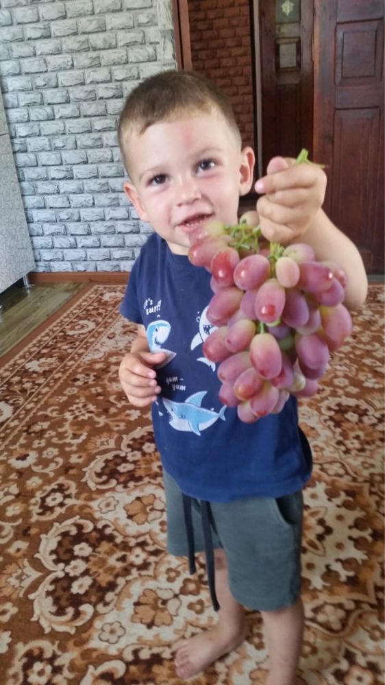 Виноград с куста!