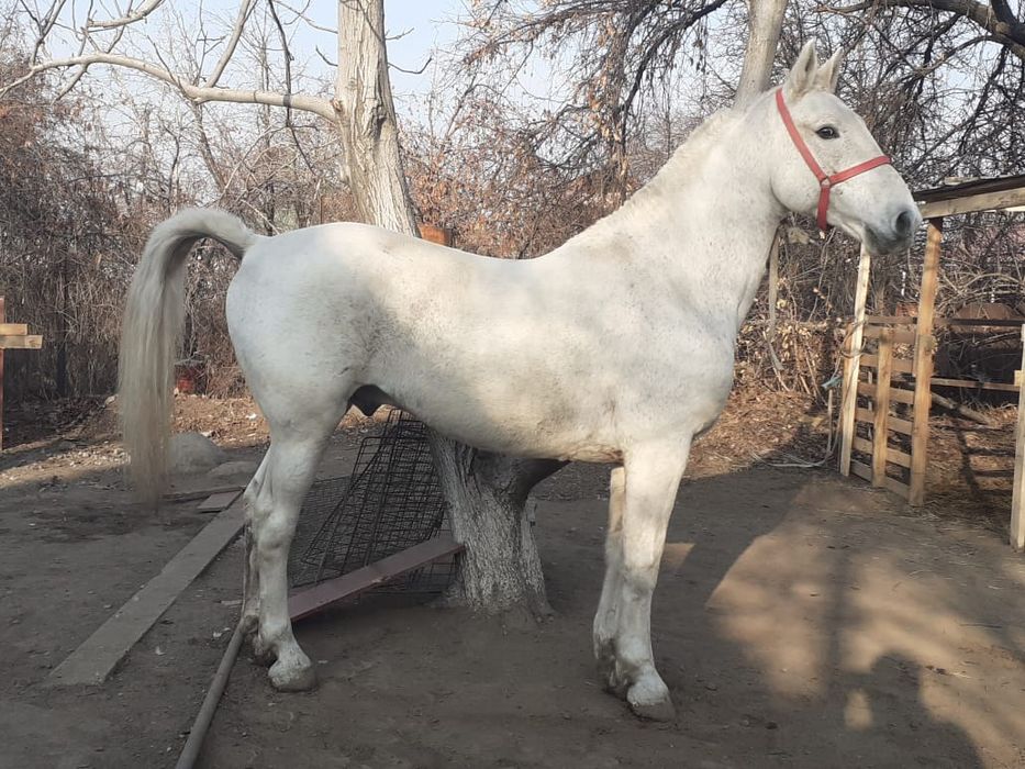 Жырибец 8 лет орловски рысак жырибец  спакоины ходит верхом