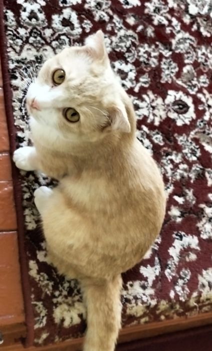 Шотландский вислоухий котёнок