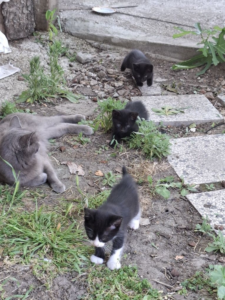 Малки котенца на 40 дни