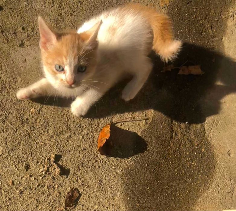 малки приятелчета