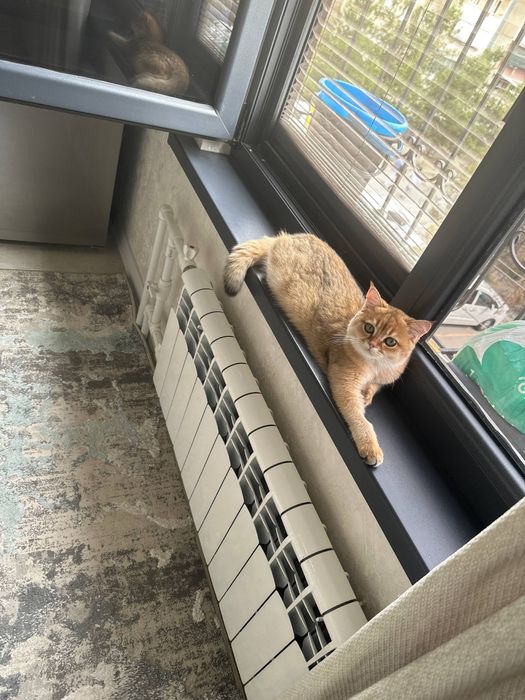 Zolotaya shinshilla ny 11