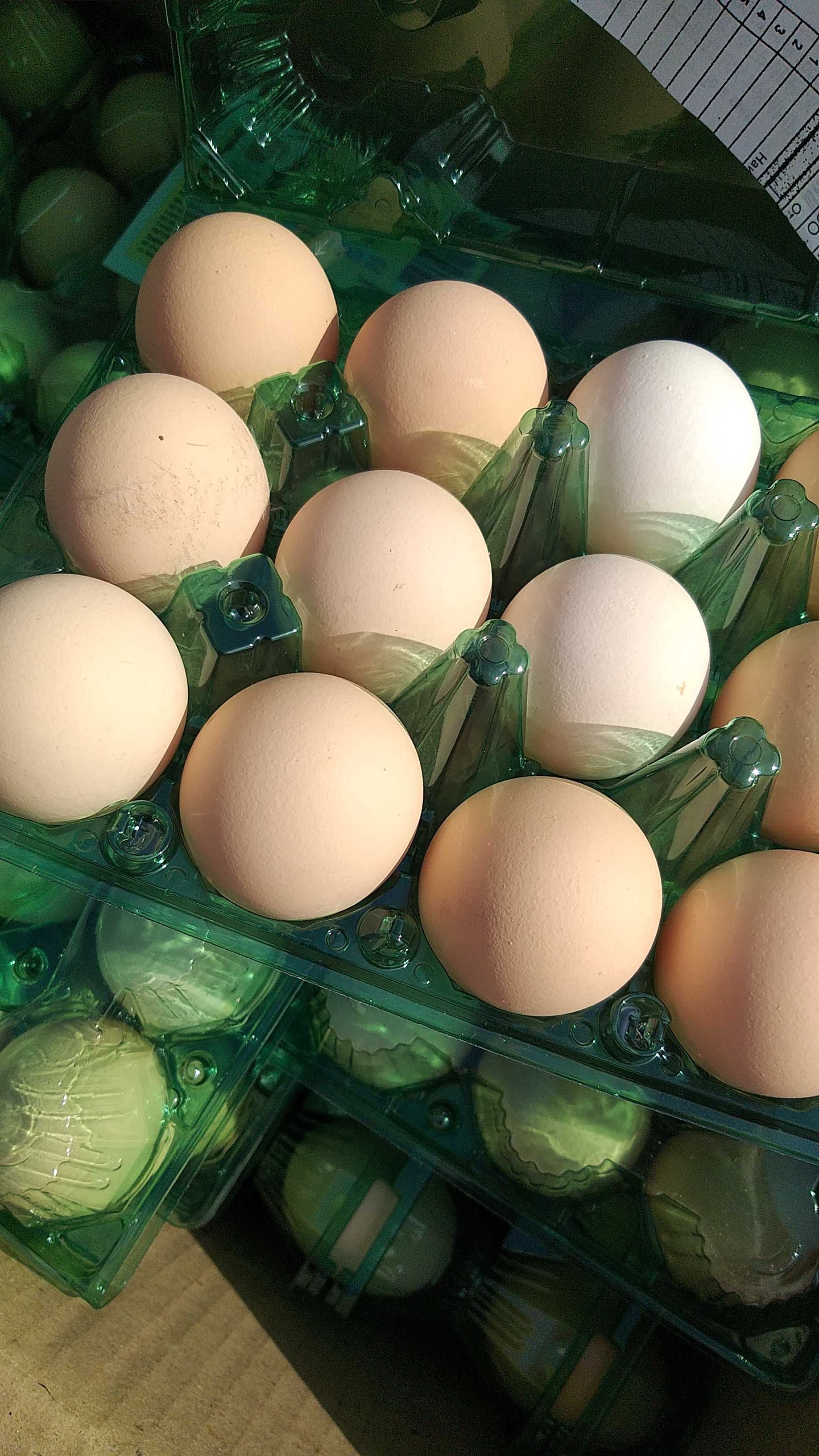 Яйцо куриное белое, бежевое домашнее 60-65гр