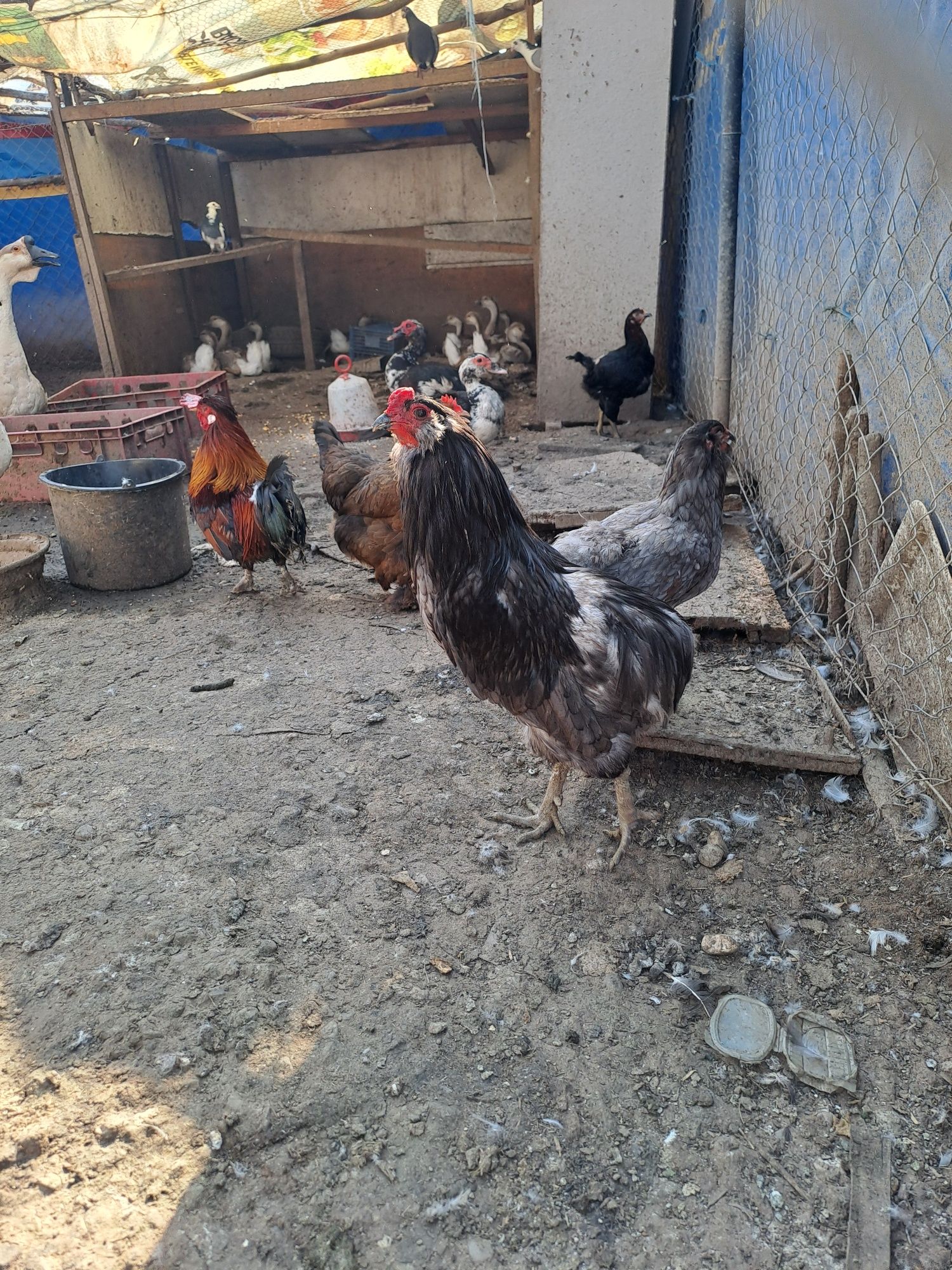 Gaini pitice pereche/gaini araucana pereche