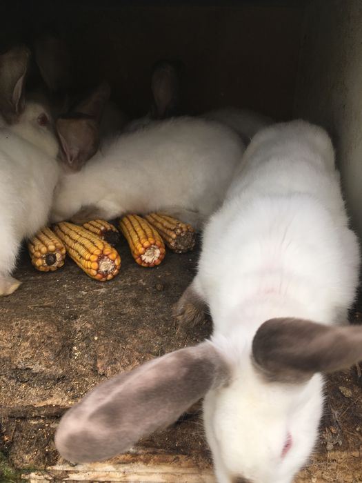 Iepuri Californian cu Urias de transilvania