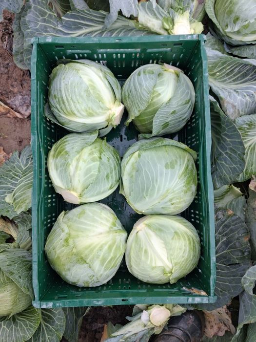 Varza de pastrare Coronet