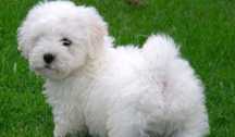 Adopție Bichon fetița