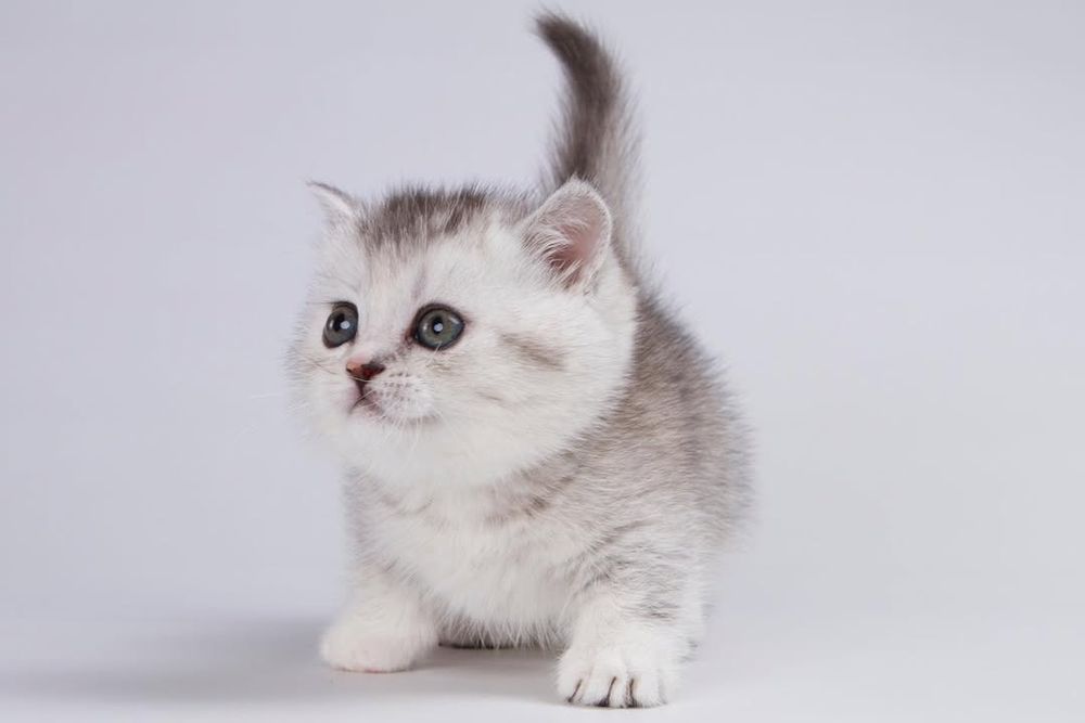 Манчкин(короткий лапа) Серебристи Шиншилла