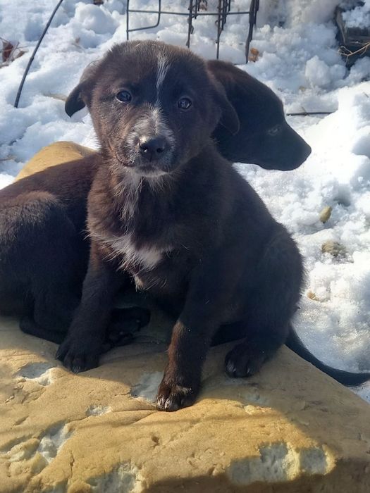 Щенок в добрые руки