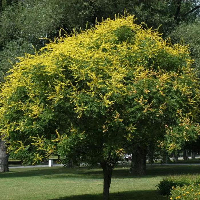 Pomi Oramentali (Oțetar Galben )