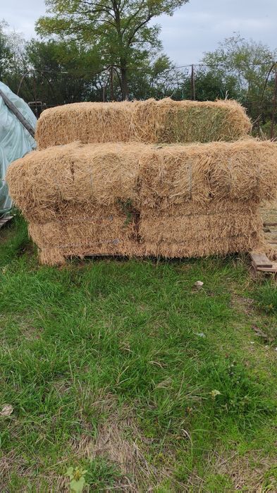 Baloti Dâmbovița(Bâldana)