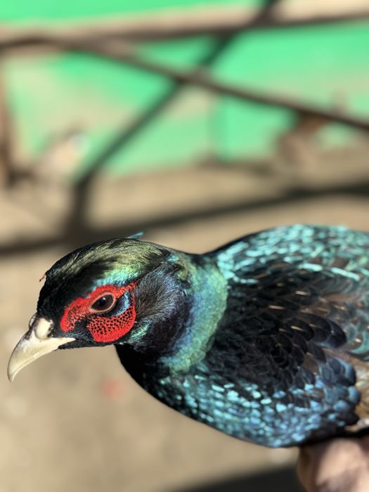 Fazani comuni perechi sau separat