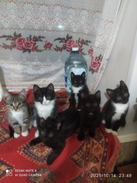 отдам котят 2-месячных