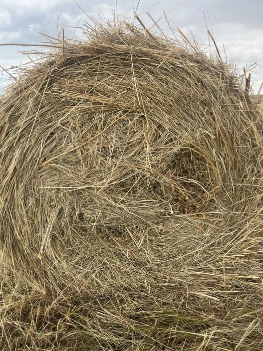 Продам сено в рулонах