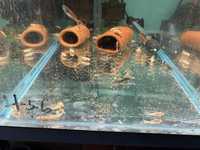 Декоративни рибки L 144, воални анциструси, еднлери, скариди