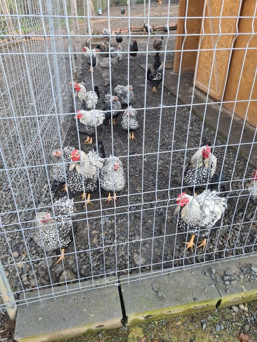 vând găini de casa