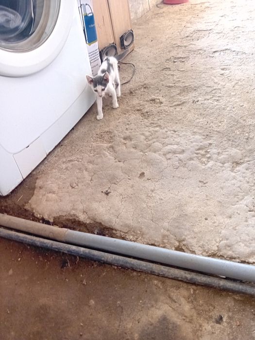 Donez pisici gri cu alb unor familii iubitoare