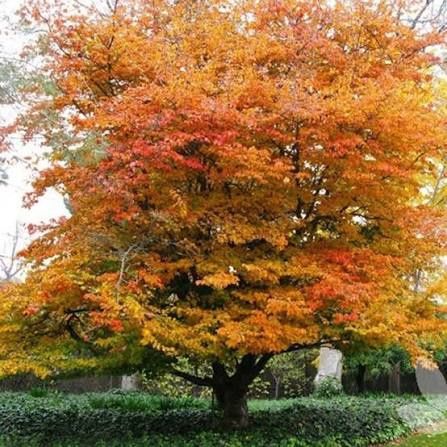 Arborele De Fier Persian