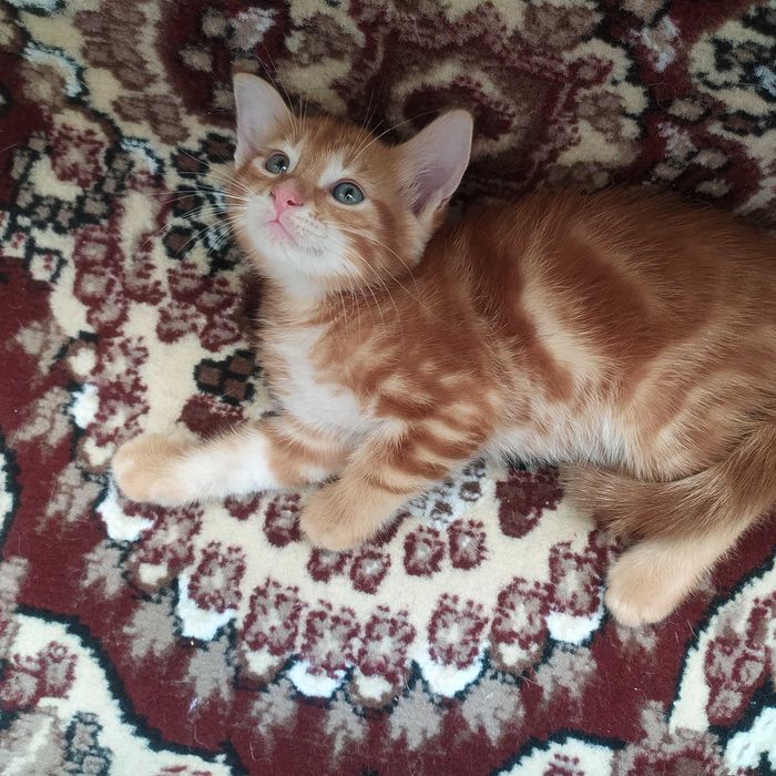 Котята в добрые, ласковые ручки