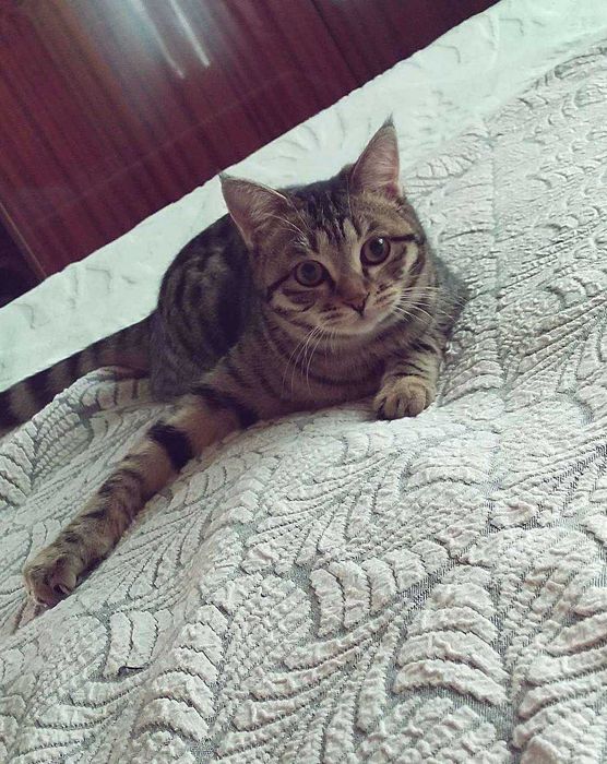 Кошечка в добрые руки