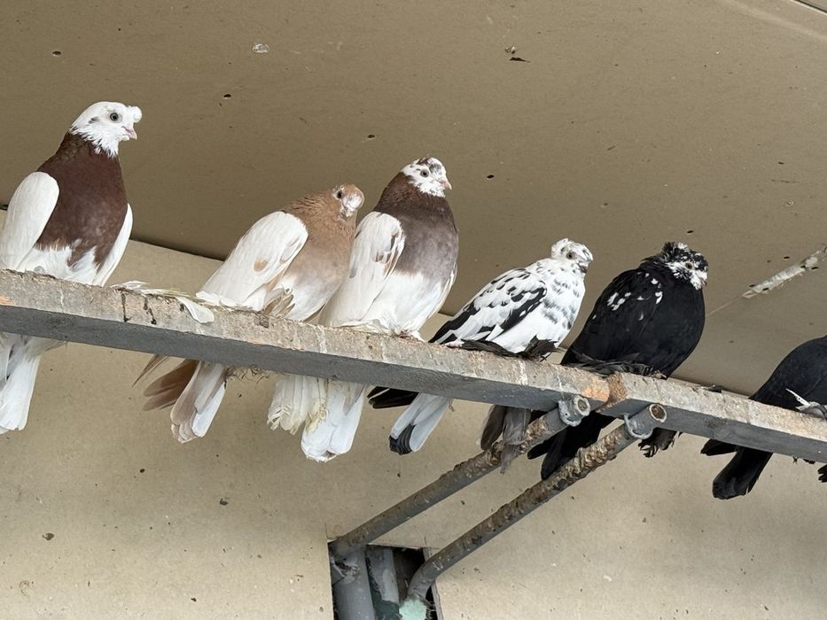 Kaptarla sotiladi kabutar, голубь голуби kaptar