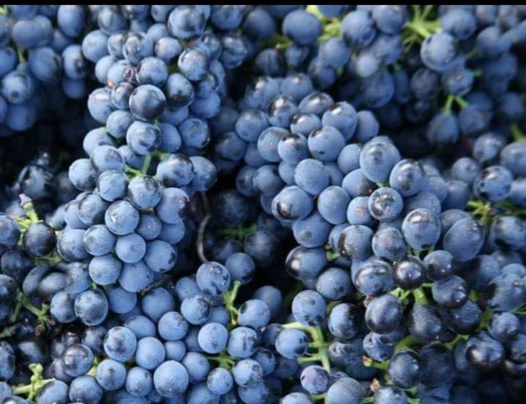 Vindem struguri de vin producție 2023