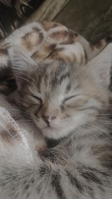 Отдается кошка в добрые руки