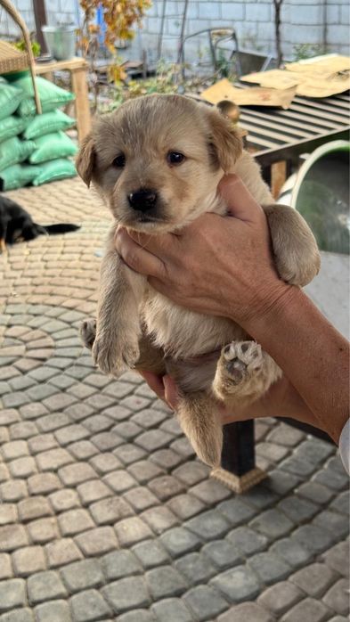 Звоночки щеночки