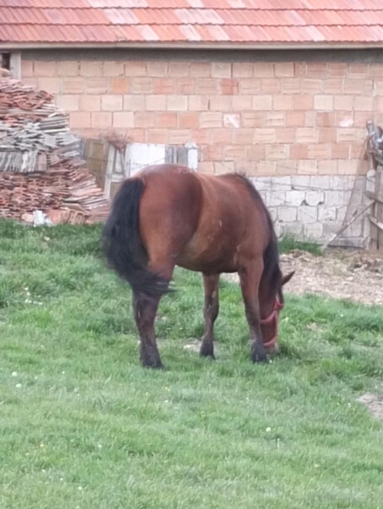 Vand noatina face 2 ani în iulie