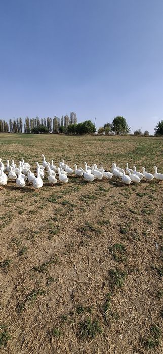 Продаются гуси 45 шт