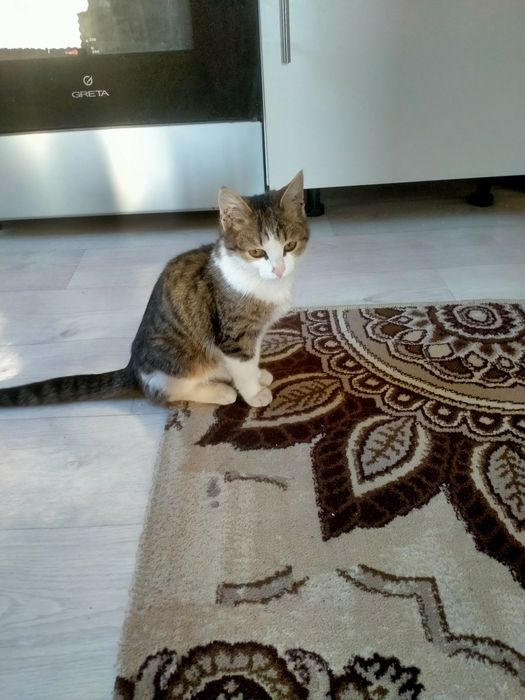 Отдам котенка в добрые руки