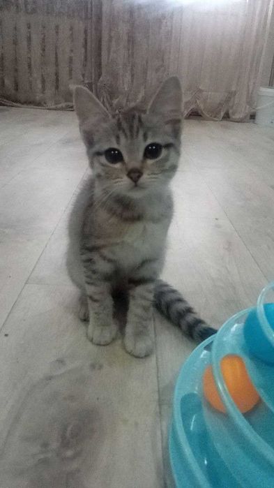 Котята в добрые руки !