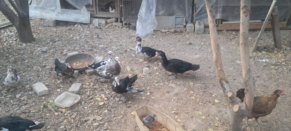 Индоутки срочно мо