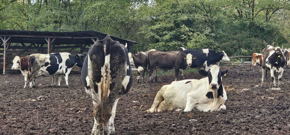 De vanzare 20 de vaci