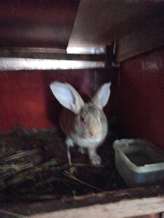 Iepuri de curte mari