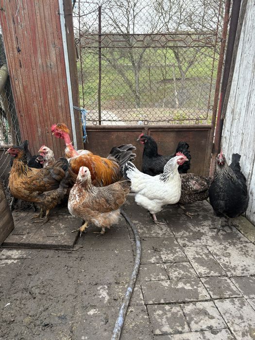 Găini de casă .