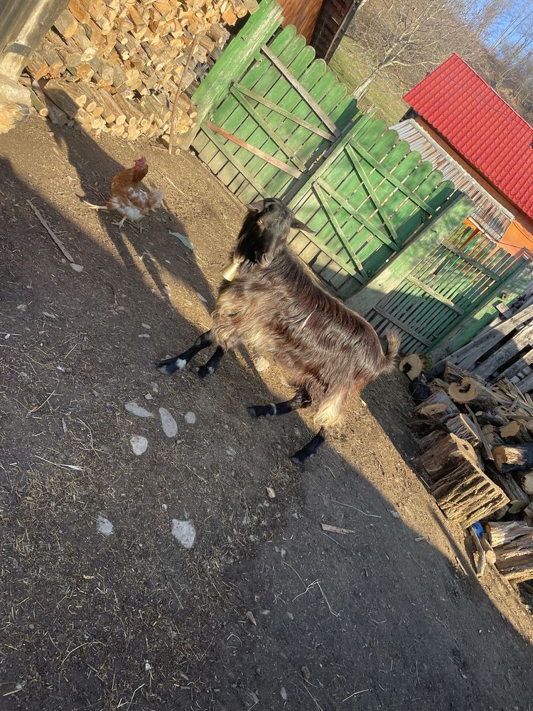 Vand tap de taiat mai multe detali in privat