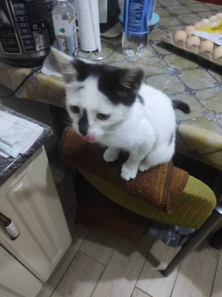 Ухоженный котёнок 2 месяца г. Ленгер