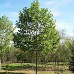 Platani, mesteacan, tei, catalpa, salcam. Copaci mari 3 - 7m